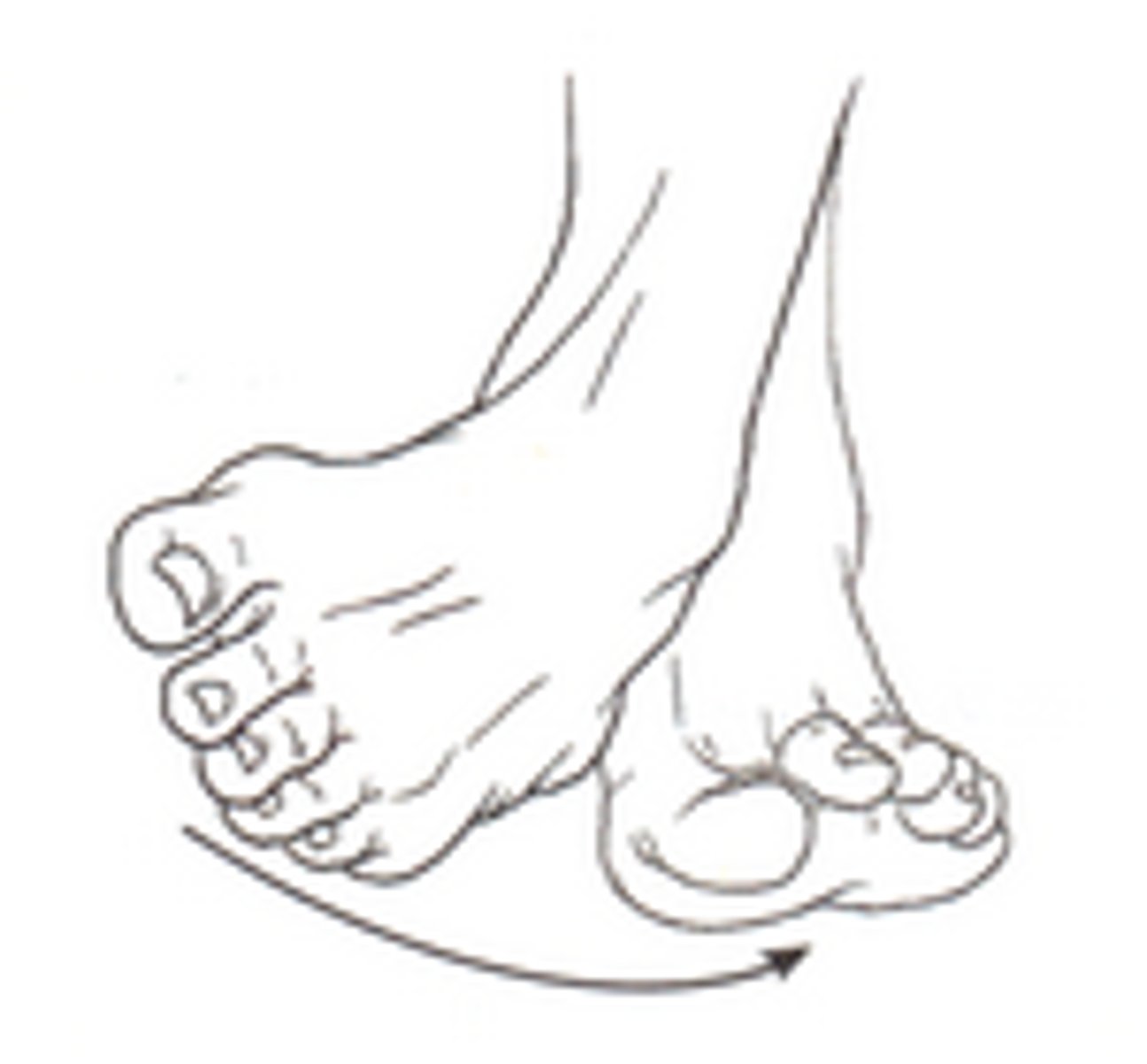 <p>peroneus longus, peroneus brevis; both muscles are innervated by the Superficial Peroneal Nerve; both muscles originate on the fibula; both muscles perform ankle eversion as one of their primary actions</p>