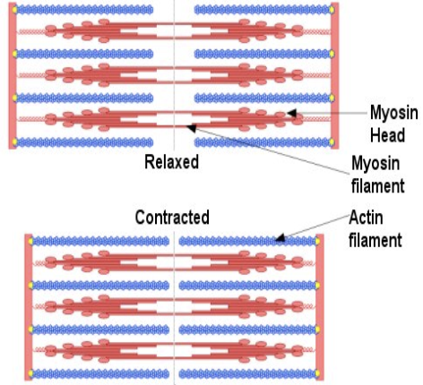 <ul><li><p><span>In relaxed muscles, myofilaments only partly overlap</span></p></li><li><p><span>When contracted, the </span><strong><span>myosin filaments slide between the actin filaments </span></strong><span>shortening myofibril and muscle fibre</span></p></li><li><p><span>Contraction amount depend on how many muscle fibres shorten overall</span></p></li></ul>