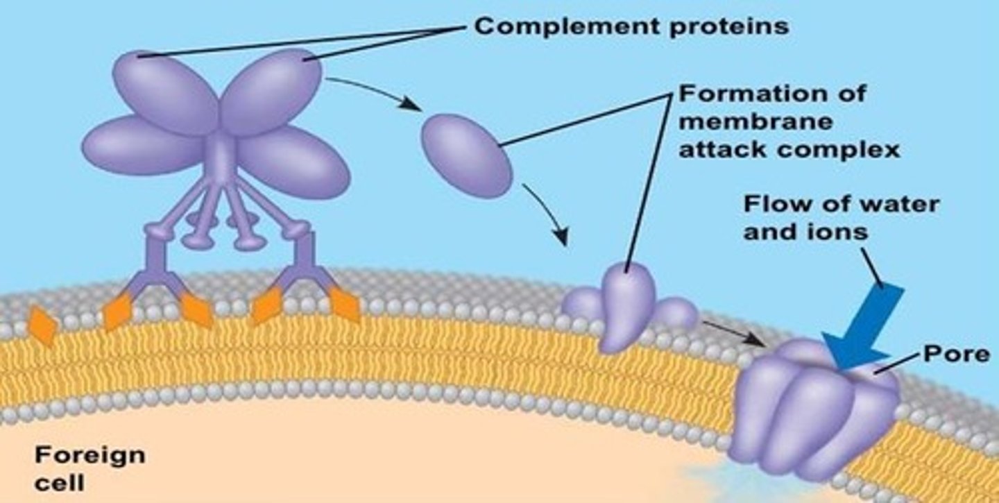 <p>A group of proteins that enhance the immune response by marking pathogens for destruction.</p>
