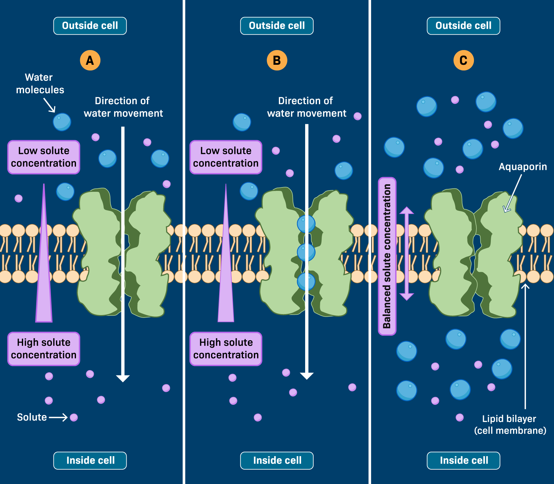 <p>AKA “water channels” they are specialized integral membrane proteins that facilitate the rapid, passive movement of water molecules across biological membranes. </p>