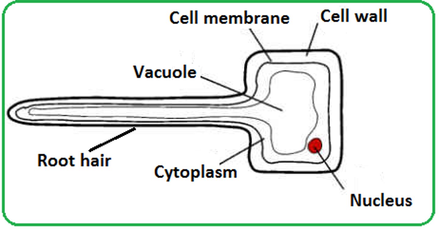 <ul><li><p>Root hairs increase the surface area of the cell. This maximises uptake of water and minerals</p></li><li><p>Thin walls so that water can move through easily</p></li><li><p>Permanent vacuole contains cell sap which is more concentrated than soil water, maintaining a water potential gradient</p></li><li><p>Mitochondria for active transport of mineral ions</p></li></ul><p></p>