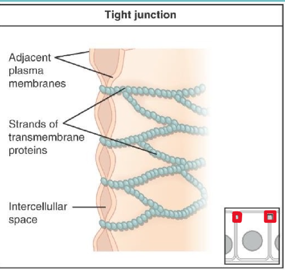 <p>specialized contact points that bind adjacent cells together</p>