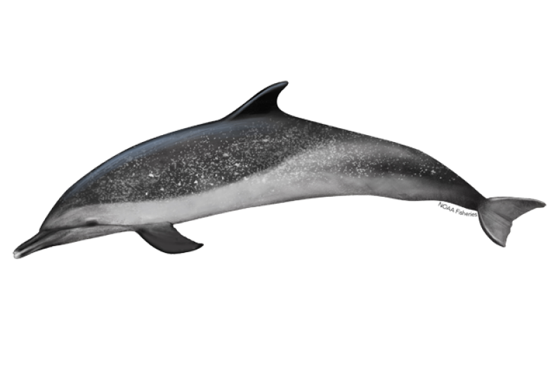 What’s the scientific name for the pantropical spotted dolphin?