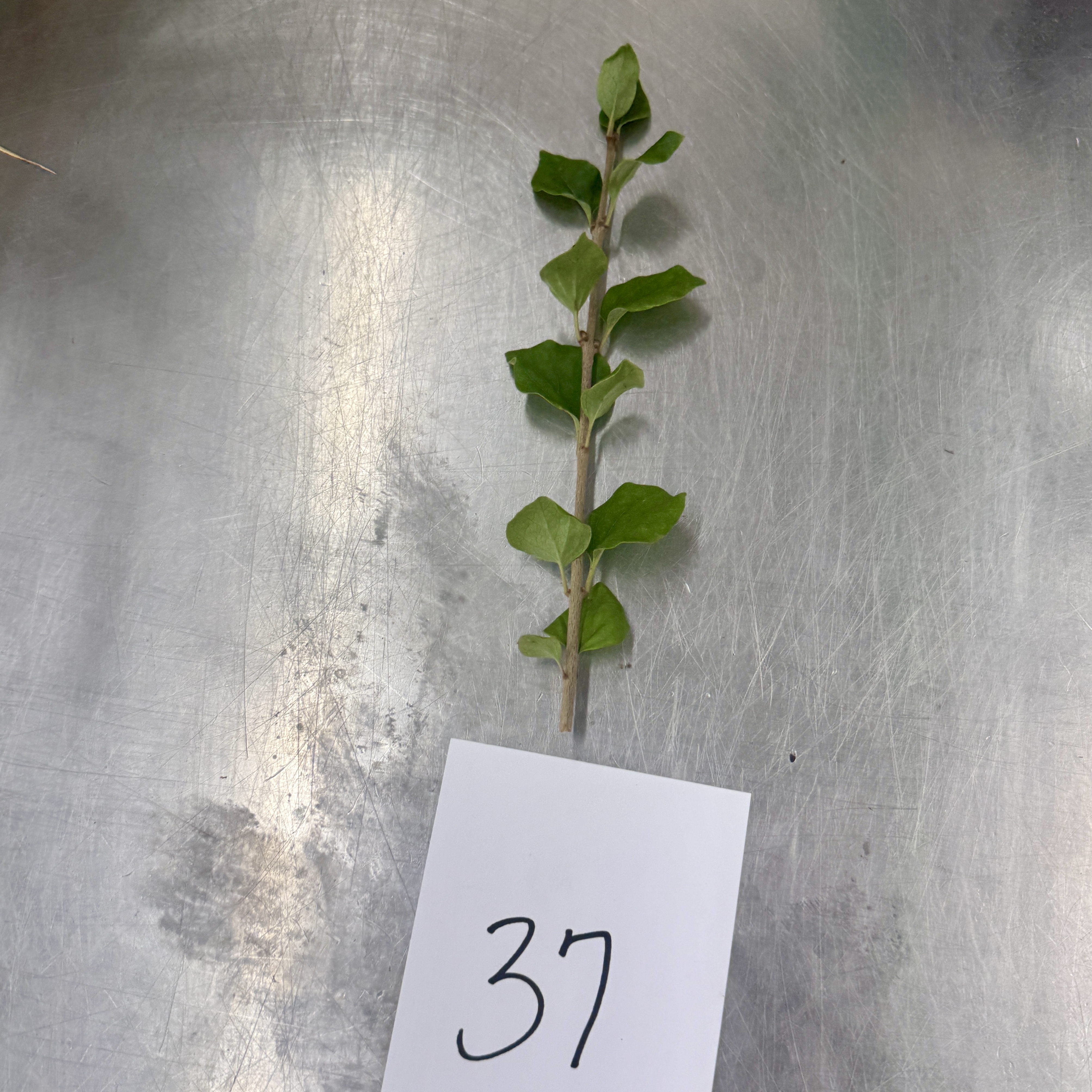 <p>Identify the arrangements of the leaf specimen</p>