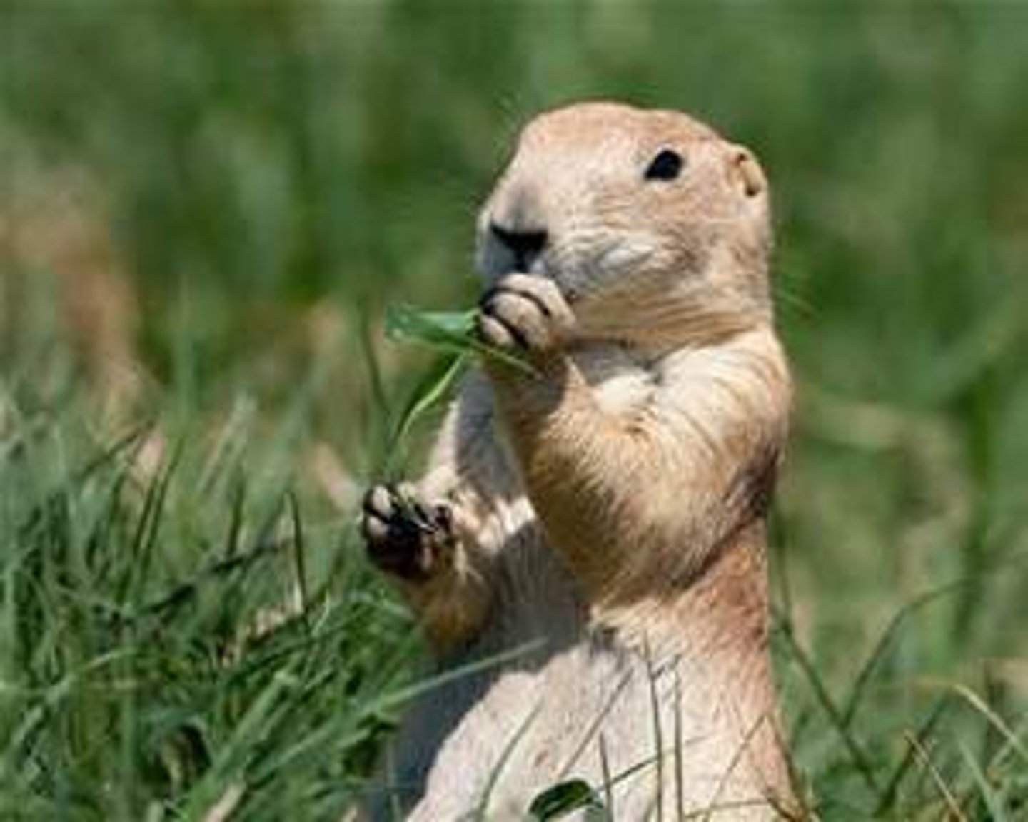 <p>rodent</p>