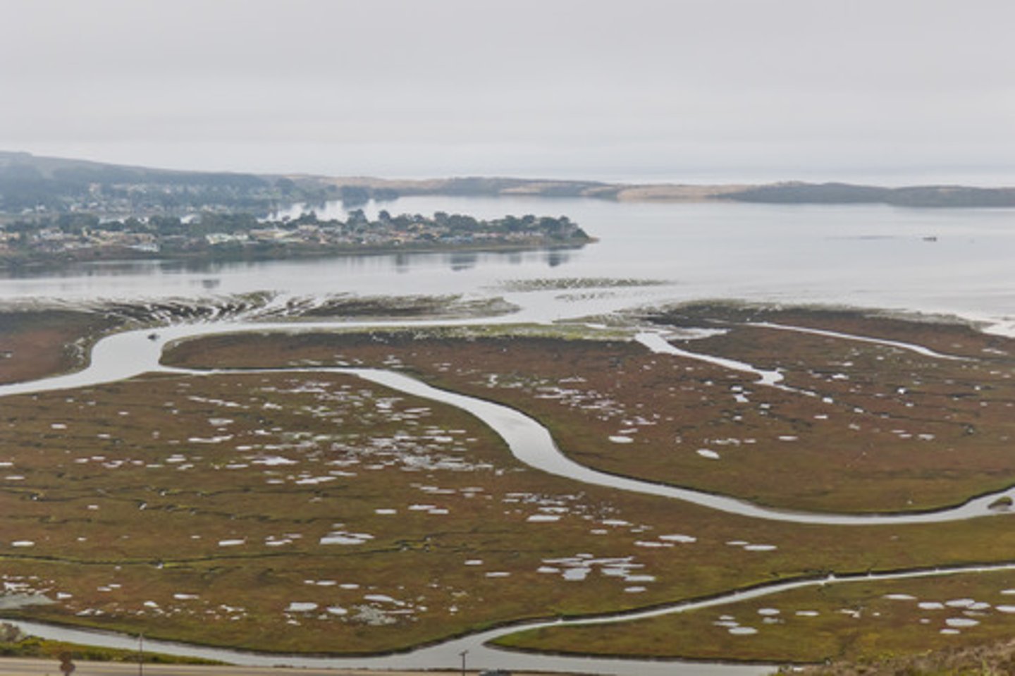 <p>a saltwater biome that contains non-woody emergent vegetation</p>