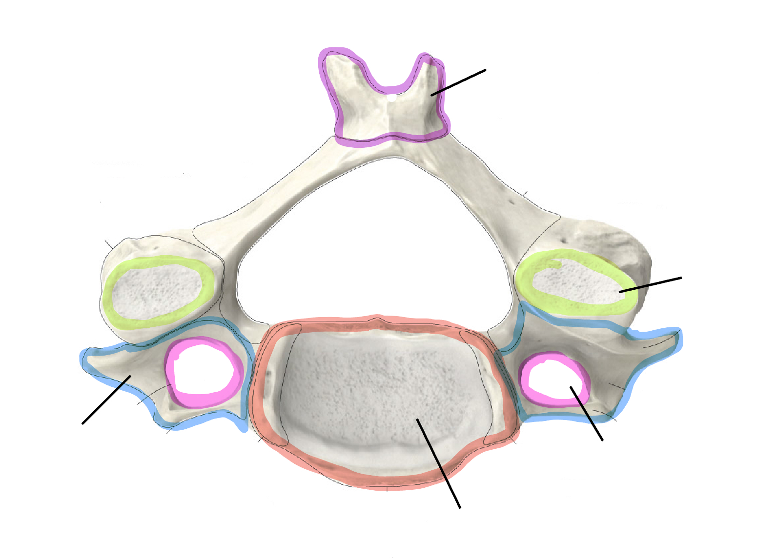 <p>Which vertebrae is this </p>
