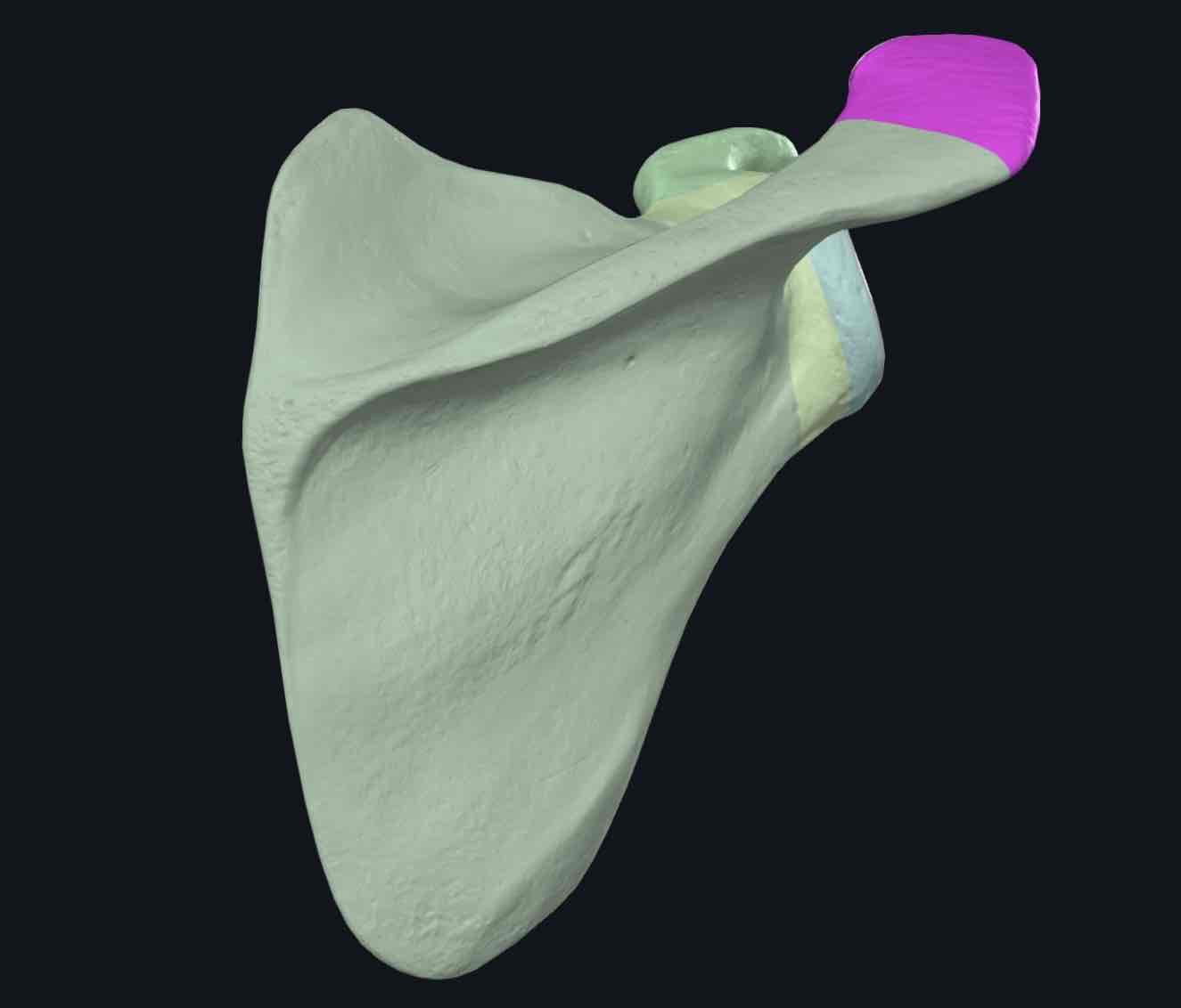 <p>An anterolateral projection of the spine of the scapula that arches over the glenohumeral joint and articulates with the clavicle.</p>