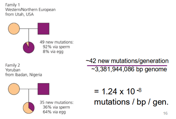 <p># of new mutations per base pair per generation</p><p>historically needed to be done with phenotypic variants</p><p>in humans: can be estimated by parent-child trio sequencing (illustrated in the picture)</p><p>varies across the tree of life</p>