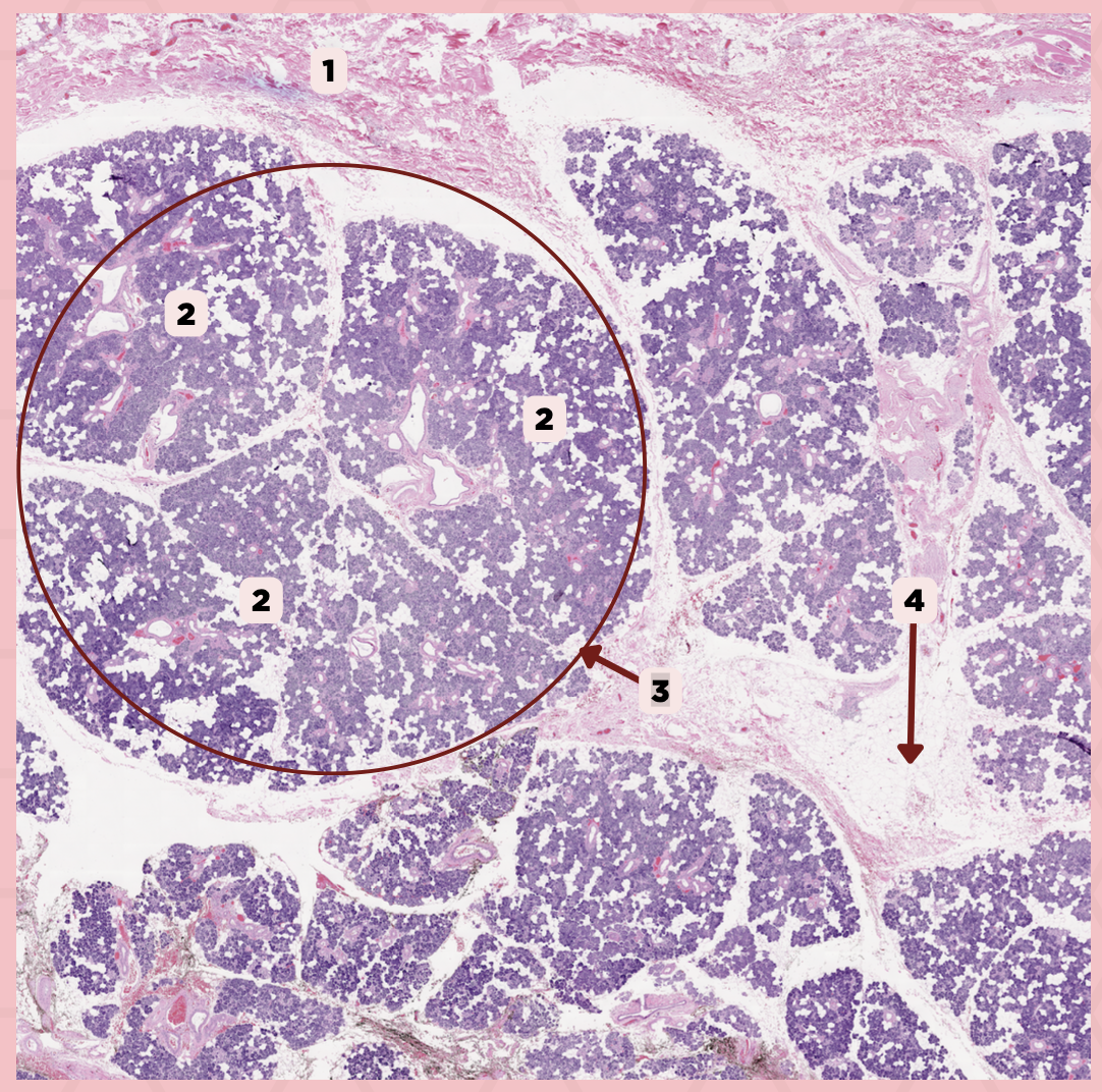 <p>Identify the structure labeled as 3.</p>