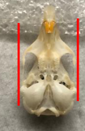 <p>What species?</p>