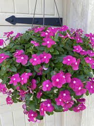 <p>Cold Hardiness: Annual</p><p>• Habit: May be prostrate, 3 in. tall and 18-24 in. wide, or more upright, 8-18 in. tall</p><p>• Cultural Requirements: Full sun, but can tolerate semi-shade</p><p>• Landscape Utilization: Bedding, annual groundcover, patio containers, hanging baskets</p><p>• Additional Information: Native to Madagascar and India</p>