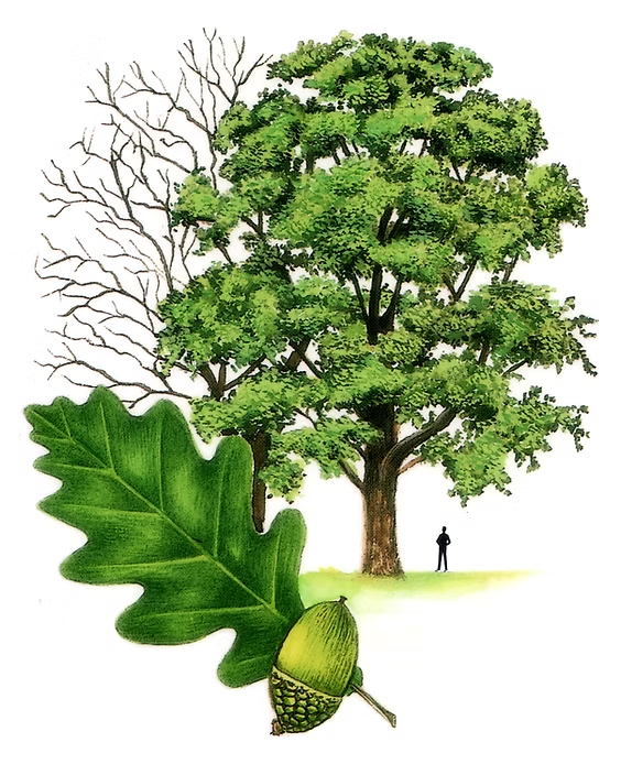 <p>Sessile Oak (Quercus petraea)</p>