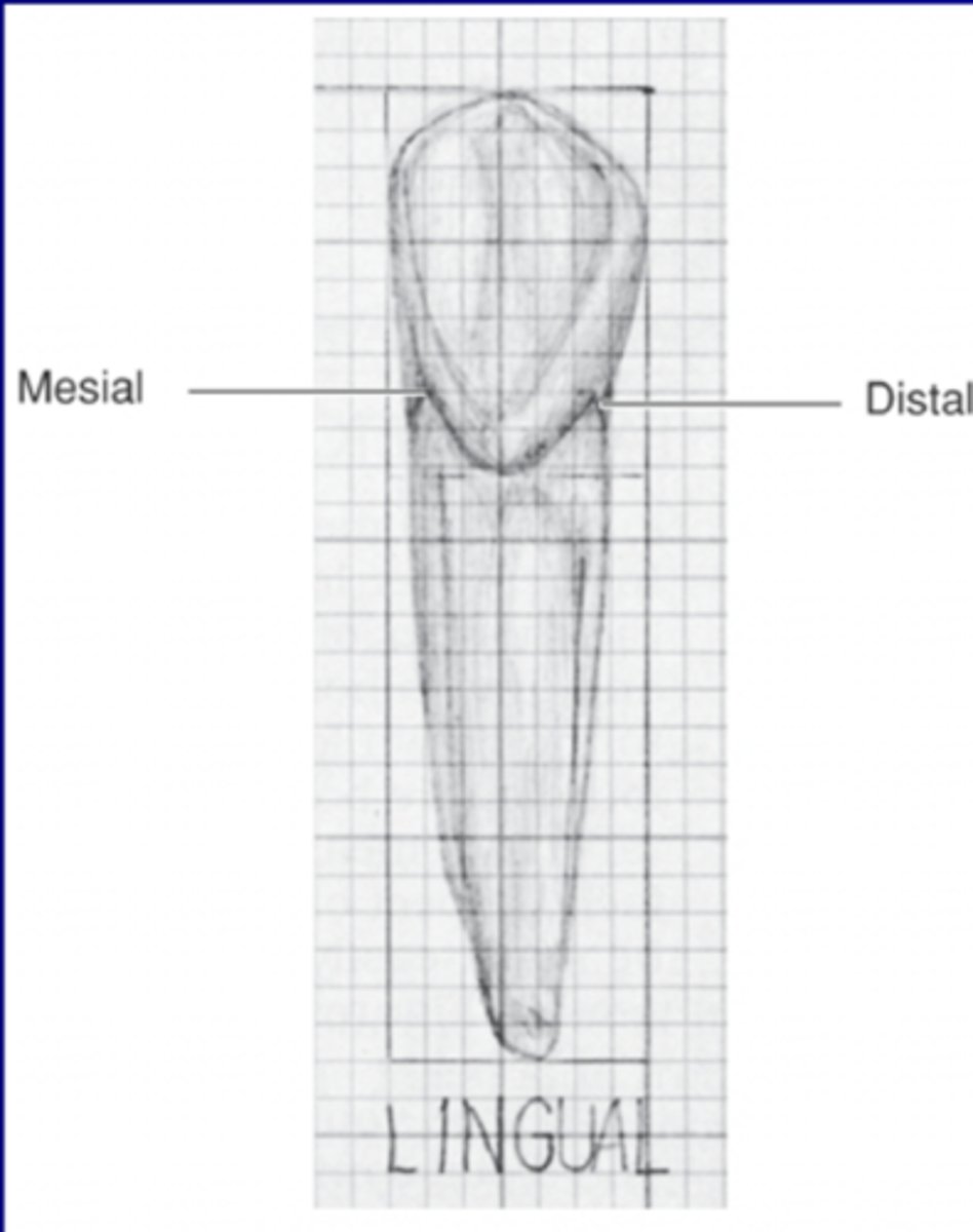<p>CEJ curves more incisally than the distal CEJ</p>