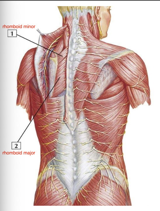 <p>O:</p><ul><li><p>nuchal ligament</p></li><li><p>spinous processes of C7,T1 vertebrae</p></li></ul><p>I:</p><ul><li><p>medial border at root of scapular spine</p></li></ul><p></p>