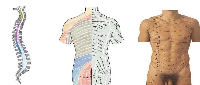 <p>Nervensegmente</p><p></p><p></p>