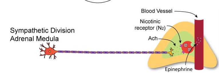 <ul><li><p><strong>Preganglionic neuron</strong>:</p><ul><li><p>ACh → Nicotinic receptors on <strong>chromaffin cells</strong></p></li></ul></li><li><p><strong>Chromaffin cells (modified postganglionic)</strong>:</p><ul><li><p>Release <strong>Epinephrine (80%) &amp; Norepinephrine (20%)</strong> into bloodstream</p></li><li><p>Hormones act on <strong>adrenergic receptors</strong> (α, β) throughout body<br><span data-name="arrow_right" data-type="emoji">➡</span> <strong>ACh → Epi/NE (hormonal release)</strong></p></li></ul></li></ul><p></p>