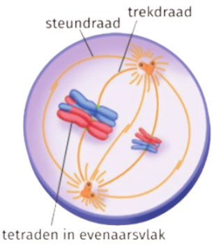 <p>Welk proces wordt hier weergegeven?</p>