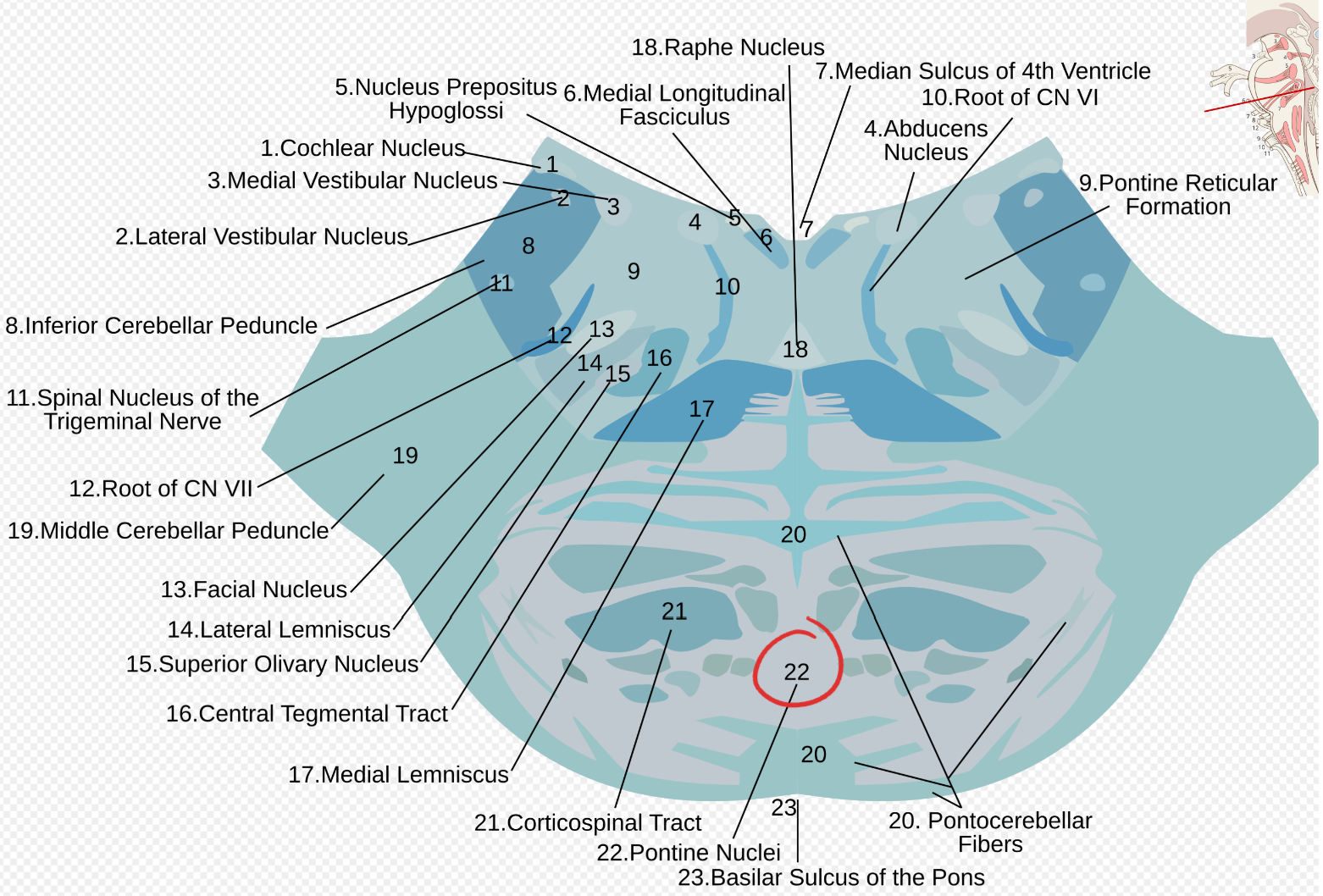 <p>Pontine nuclei</p>