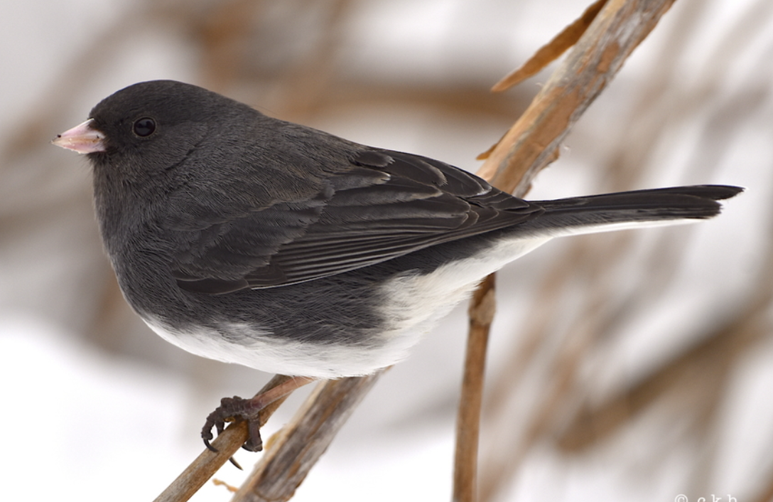 <p>What is this bird?</p>