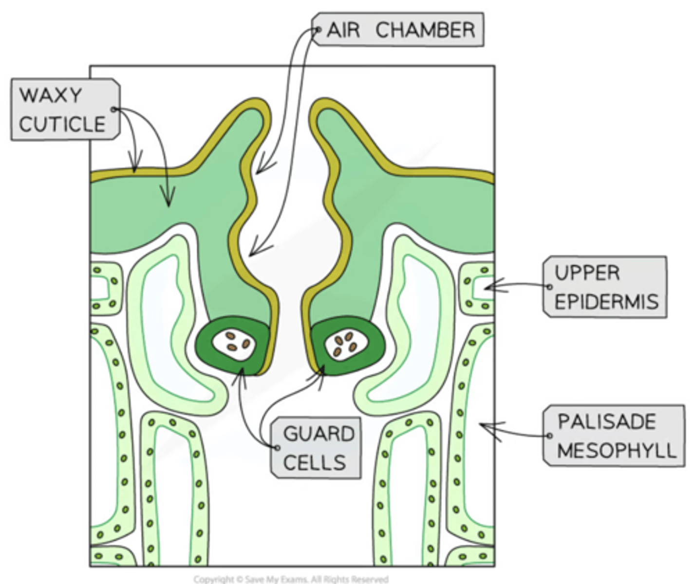 <p>● Stomata regulated by guard cells which allows them to open and close as needed.</p><p>● Most stay closed to prevent water loss while some open to let oxygen in.</p>