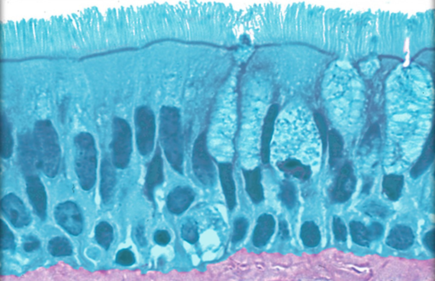 knowt flashcard image