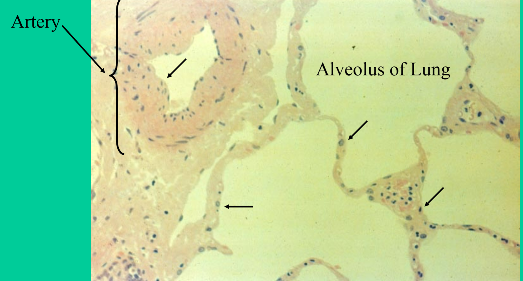 <p>What is the function of the simple squamous epithelium tissue?</p>