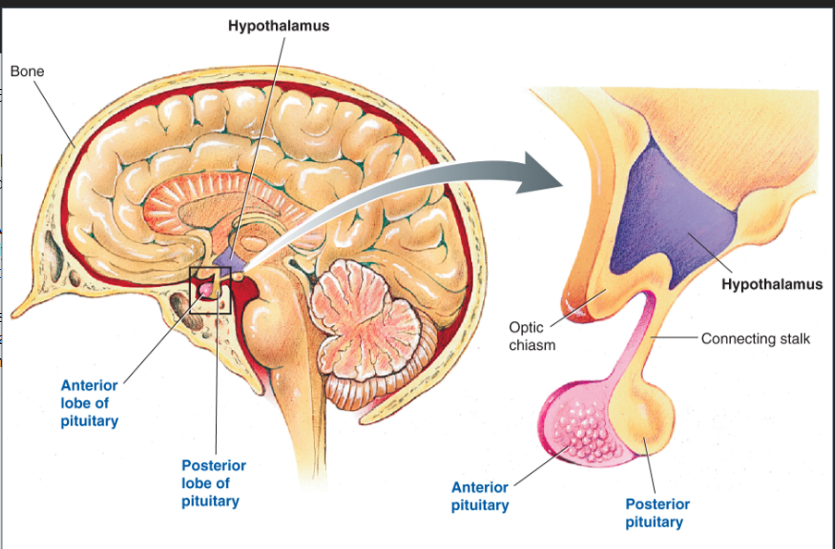 <ul><li><p class=""><strong>Hypothalamus:</strong> Boss of the pituitary.</p></li><li><p class=""><strong>Anterior pituitary:</strong> Gland tissue (adenohypophysis).</p></li><li><p class=""><strong>Posterior pituitary:</strong> Neural tissue (neurohypophysis).</p></li><li><p class=""><strong>Connecting stalk:</strong> Links the hypothalamus to the pituitary.</p></li><li><p class=""><strong>Optic chiasm:</strong> Where optic nerves cross—just nearby anatomically.</p></li></ul><p></p>