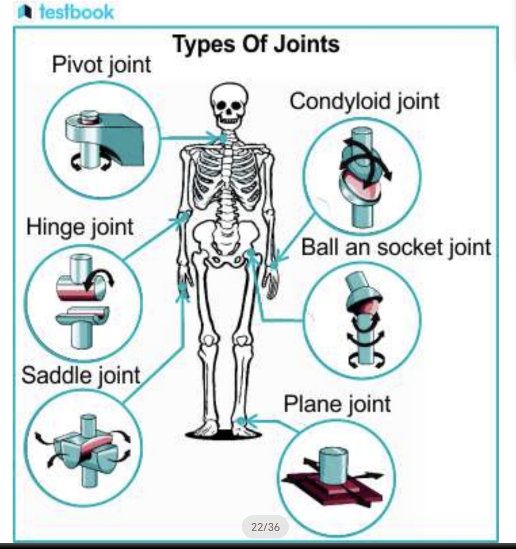 <p>Plane, Hinge, Pivot, Ellipsoidal, Saddle, Ball and Socket joints, Condyloid joint.</p>