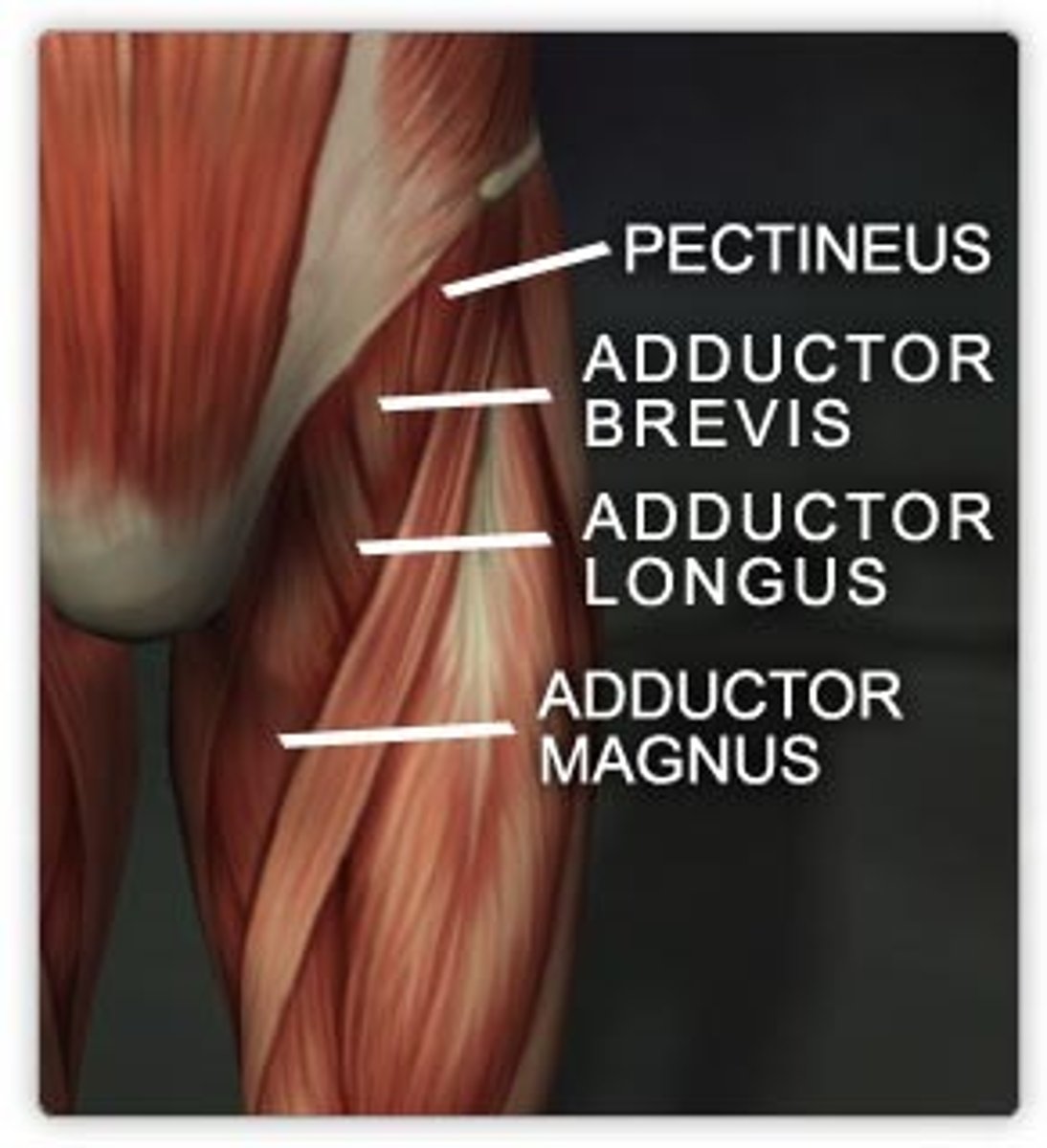 <p>O: pubis body &amp; inferior ramus</p>