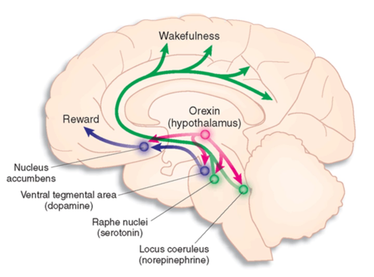 <p>stabilizes wakefulness and prevents inappropriate sleep.</p>