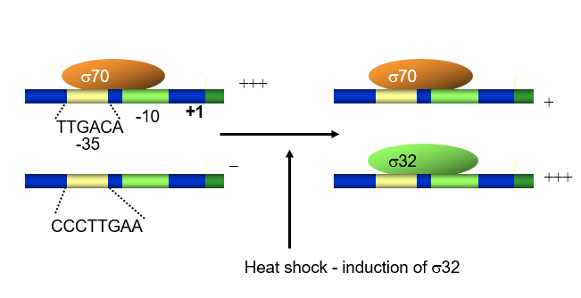 <p>they turn on several operons which encode chaperone proteins.</p><p>a sigma32 factor dissociates and begins to compete against sigma70, so that the proteins which are transcribed by the sigma70 are reduced and the cell can focus on making the chaperone proteins mostly instead</p>