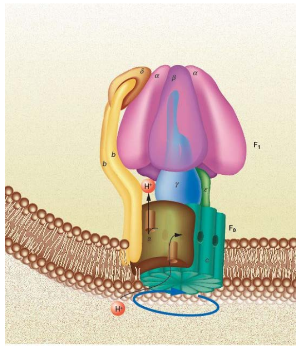 <ol><li><p>ATP synthase</p></li><li><p>Structure consists of two major components :</p><ol><li><p>F1 Unit Also called Active ATPase (α3:β3:γ:δ:ε) :</p><ol><li><p><strong>flexible stator:</strong></p><ol><li><p><strong>α,β hexamer</strong></p><ol><li><p><em>α3 along with β3 form the thing that looks like a mushroom cap</em></p></li><li><p><em>Has 3 nucleotide binding sites for ATP synthesis</em></p></li></ol></li><li><p><strong>δ Subunit:</strong></p><ol><li><p><em>Connects the α,β hexamer to the bb of F0 superiorly</em></p></li></ol></li></ol></li><li><p><strong>Rotor</strong>:</p><ol><li><p><strong>Central Shaft:</strong></p><ol><li><p><em>γ and ε form it</em></p></li><li><p><em>connects F1 to F0 inferiorly</em></p></li></ol></li></ol></li></ol></li><li><p><strong>F0 Unit Also Proton Channel (a:b2:c10–12.):</strong></p><ol><li><p><strong>The same flexible stator as above:</strong></p><ol><li><p><strong><em>b2 units: </em></strong></p><ol><li><p><em>Connect F0 to F1 </em></p></li></ol></li><li><p><strong><em>A unit: </em></strong></p><ol><li><p><em>Has a channel through which H+ can pass forcing the rotor to rotate</em></p></li></ol></li></ol></li><li><p><strong>Rotor No 2 : </strong></p><ol><li><p><strong><em>C ring: </em></strong></p><ol><li><p><em>Formed by C10 to 12 units </em></p></li><li><p><em>Rotates by A unit and delivers this rotation to rotor 1 of the F1 unit </em></p></li></ol></li></ol></li></ol></li></ol></li><li><p>Step by step :</p><ol><li><p>Proton enters c ring through (a) subunit</p></li><li><p>this causes C ring to rotate counterclockwise by protonmotive force</p></li><li><p>which causes ε and γ subunits of F1 to rotate</p></li><li><p>α,β hexamer is being pushed to rotate by rotor 1 but is prevented by the stator</p></li><li><p>each proton that enters causes the α,β hexamer to rotate by 120°</p></li><li><p>this causes a conformational change on all 3 nucleotide binding sites which allows for ATP synthesis over 3 sequential rotations by</p><ol><li><p>ADP and Pi bind to an L site</p></li><li><p>ATP is synthesized when the L conformation is transformed to a T conformation</p></li><li><p>ATP is released as the T conformation converts to an O conformation</p></li></ol></li><li><p>Quick note ATP cannot be released from the O site unless ADP and Pi are bound to the adjacent T conformation</p></li></ol></li><li><p>inhibited by Oligomycin which binds to subunit a to block entery</p></li></ol>