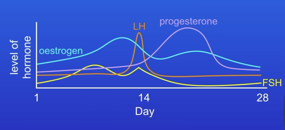 <ol><li><p>Pituitary gland releases FSH</p></li><li><p>FSH travels in blood to ovaries, causing egg to mature</p></li><li><p>FSH triggers ovaries to produce oestrogen, causing lining to become thick &amp; stops pituitary gland releasing FSH </p></li><li><p>Pituitary gland release LH, triggers ovulation</p></li><li><p>Ovaries now produce progesterone, stops pituitary gland releasing LH and FSH to stop anymore eggs maturing or being released.</p></li><li><p>Progesterone also causes lining to become thick. progesterones falls if not fertilised, uterus lining and egg are released (period)</p></li></ol><p></p>