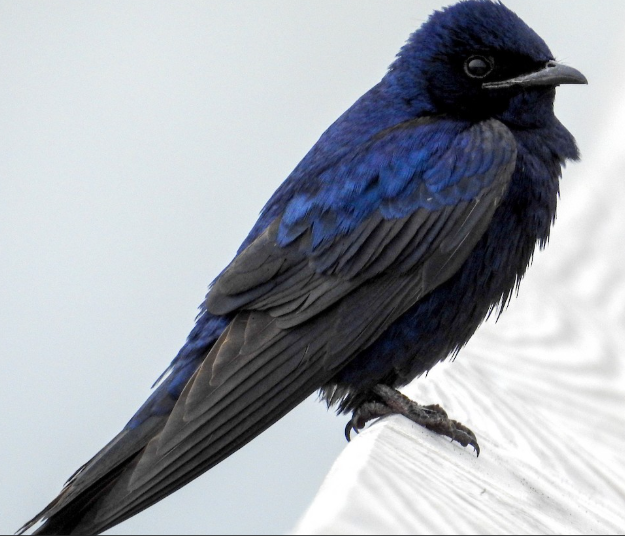 <p>What bird is this? </p>