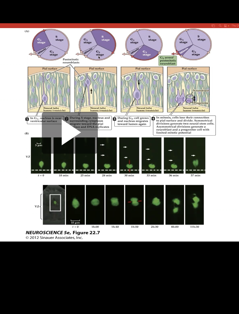 <p>Figure 22.8- <strong>Neural precursor cells undergo mitosis in the ventricular zone.</strong></p>