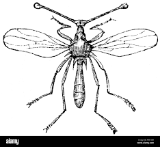 <p>stalk-eyed flies </p>