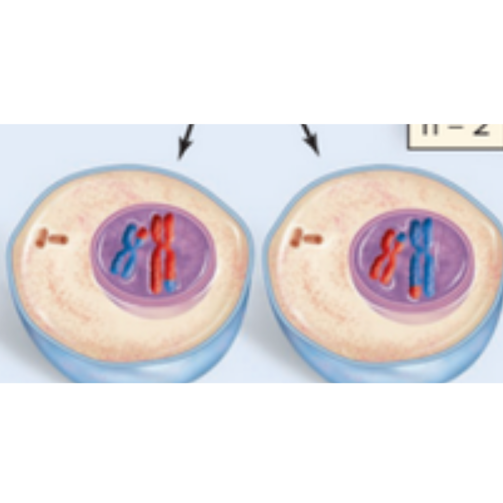 <p>What phase of meiosis is happening here?</p>