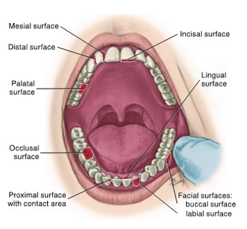 <p>together, both the mesial and distal surfaces between adjacent teeth are considered the proximal</p>