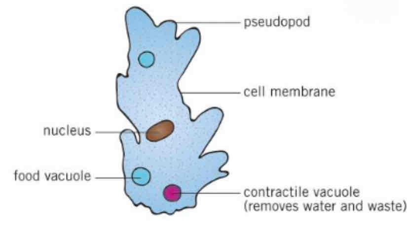 <p><span>An amoeba is a uni-cellular organism that has no fixed shape. Amoebas look a bit like a blob of jelly. They can be found in fresh water, salt water, wet soil, and even inside animals.</span></p>