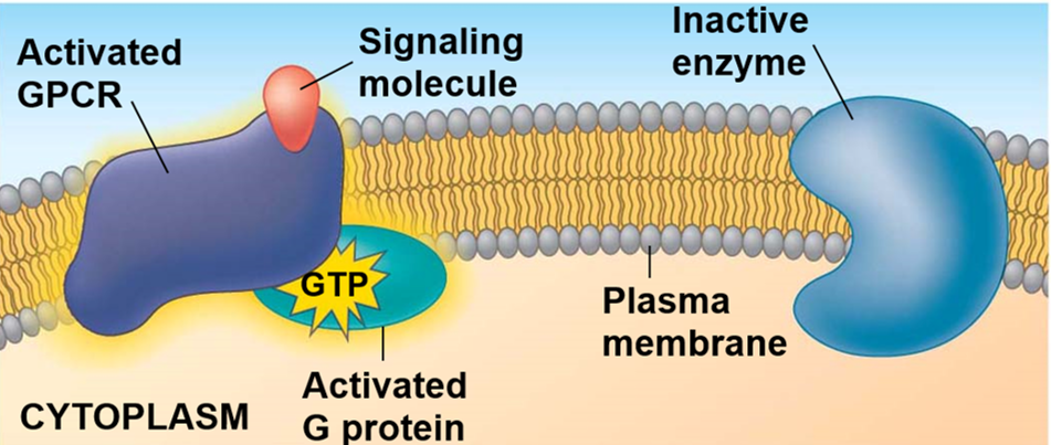 <p><mark data-color="red">Secondary messaging: GPCR reception</mark></p><p>Can you label, describe and explain what this diagram is/shows?</p>