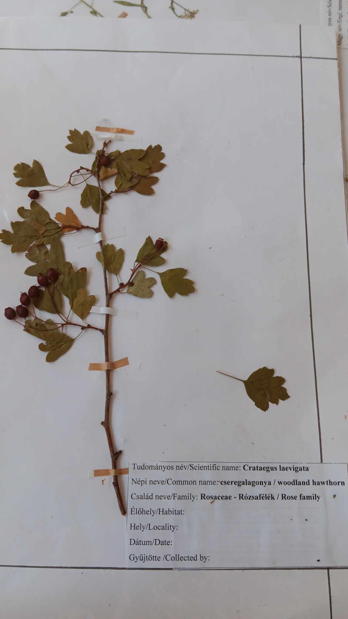 <p>Crataegus laevigata</p>