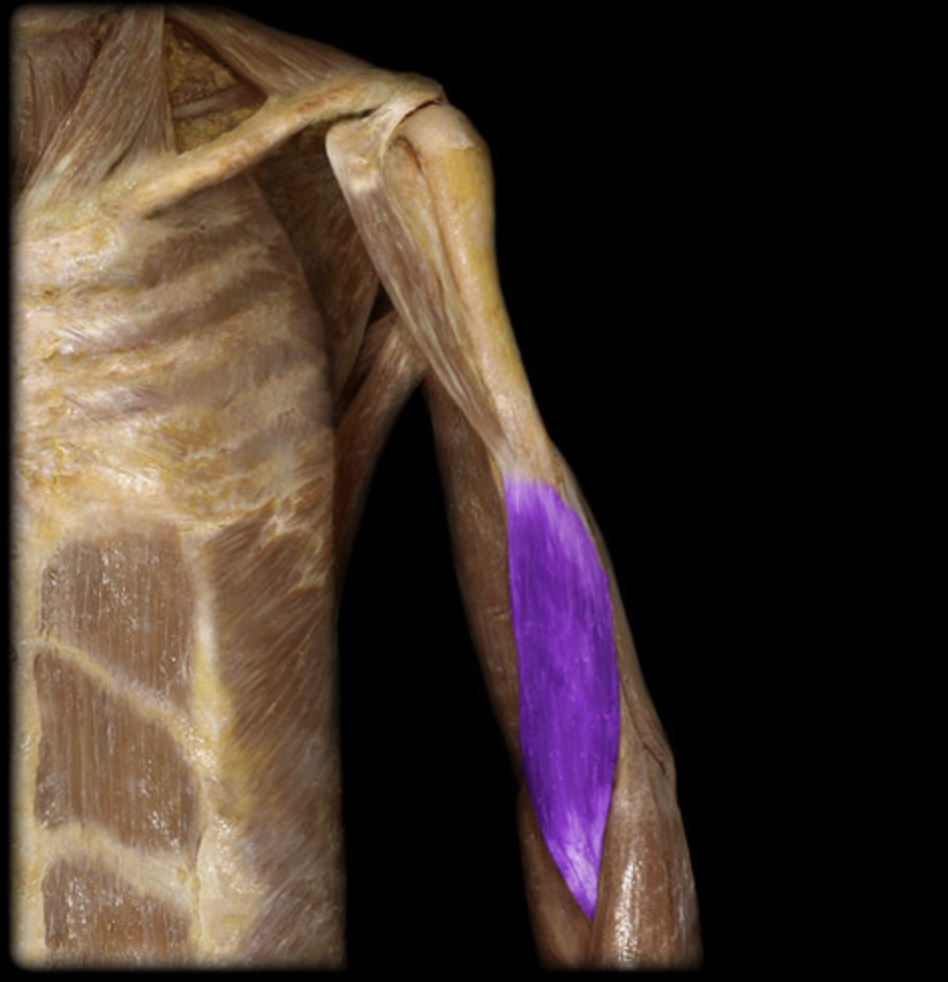 <p><em>table 3, 7, musculocutaneous n (C5-C7)/radial n (C6-C8), elbow flexion</em></p>