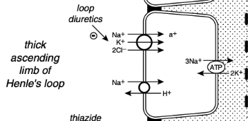 <ul><li><p><span>In the thin descending and ascending limbs of Henle's loop, sodium and Cl- are passively reabsorbed</span></p></li><li><p><span>In the thick ascending limb sodium crosses the luminal membranes via the Na+ - H+ antiporter and by an Na+K+2Cl- cotransporter</span></p><ul><li><p><span>Na+K+2Cl- cotransporter is the site of action of the loop diuretic furosemide and bumetanide</span></p></li><li><p><span>There is a strong electrochemical gradient for Na+ entry across the luminal membrane in this region</span></p></li></ul></li></ul><p></p>