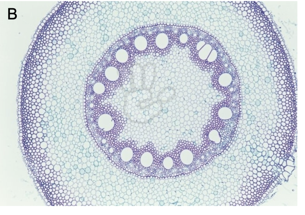 <p>monocot or eudicot</p>