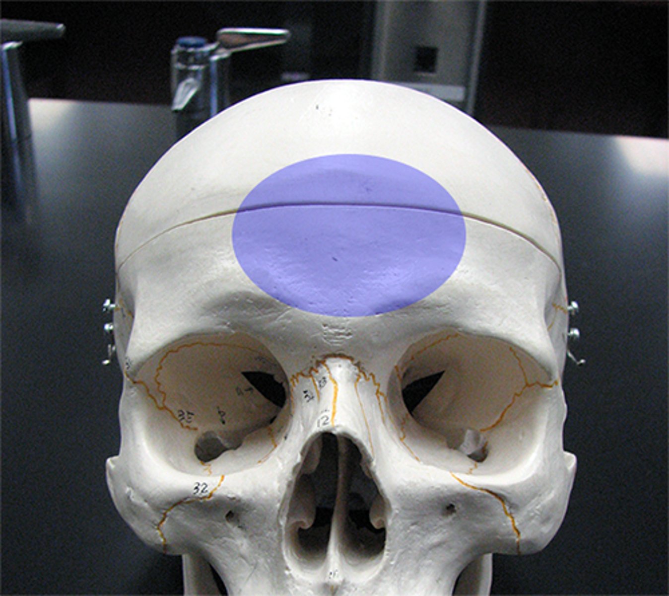 <p>a thick, scalelike plate of bone that forms the forehead</p>