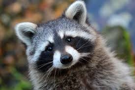 <p>raccoon</p>