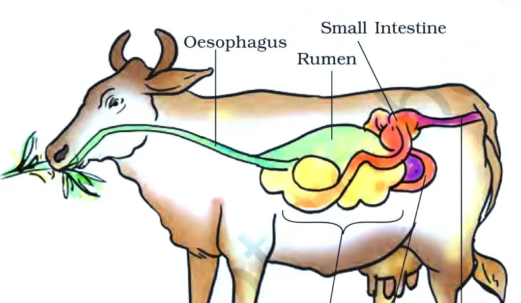 <ol><li><p>Ingestion = putting the damn food in your mouth</p></li><li><p>Digestion = breaking down large molecules into forms that can be absorbed</p></li><li><p>Absorption = nutrients entering the body through digestion</p></li><li><p>Assimilation = the nutrients actually being used to grow, repair, or generate energy</p><p>IDAA</p></li></ol><p></p>