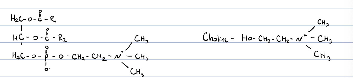 main constituents of cell membranes

occurs in high quantities in egg yolk and soya beans

in signal transmission

precursor of DAG