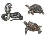 <p><span><strong>reptile</strong></span></p>
